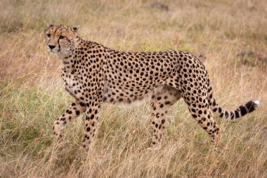 Cheetah çerçevede uzun otların arasında yürüyor
