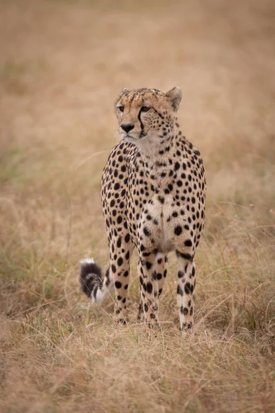 Cheetah Tient Dans Herbe Longue Regardant Dehors — Photo