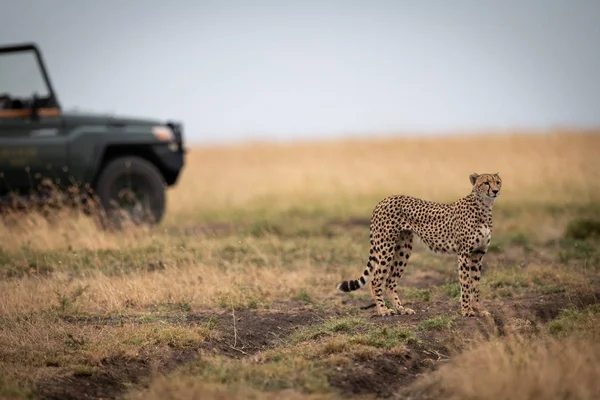 Cheetah Står Savannah Med Lastbil Bakom — Stockfoto