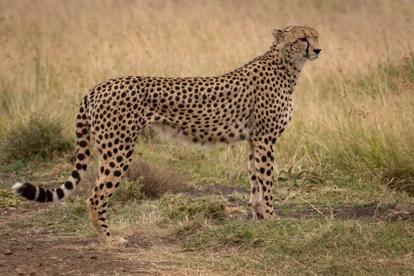 Cheetah Staat Het Kort Gras Draaien Hoofd — Stockfoto