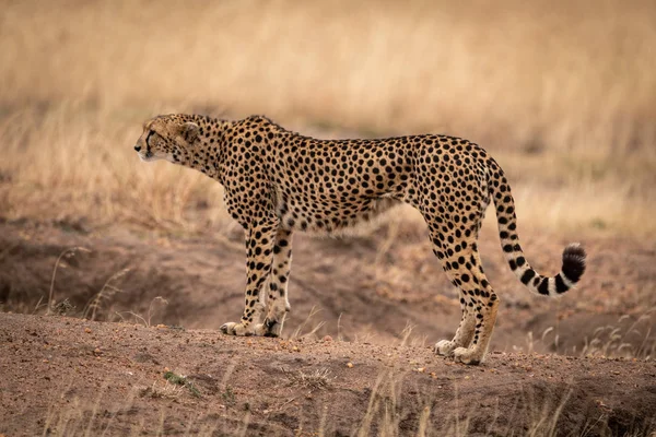 Cheetah Tient Sur Monticule Terre Regardant Gauche — Photo