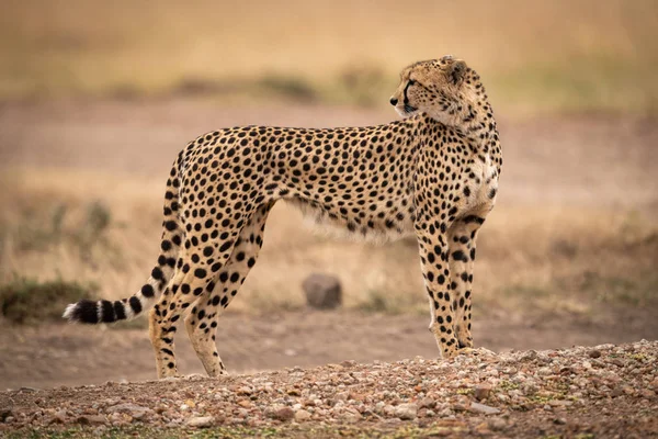 Cheetah Tient Sur Piste Terre Regardant Arrière — Photo