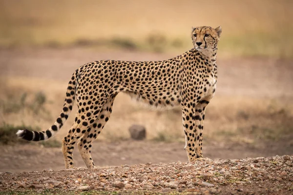 Gepard Steht Auf Feldweg Und Wendet Kopf — Stockfoto