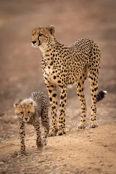 Cheetah Está Pista Tierra Con Cachorro — Foto de Stock