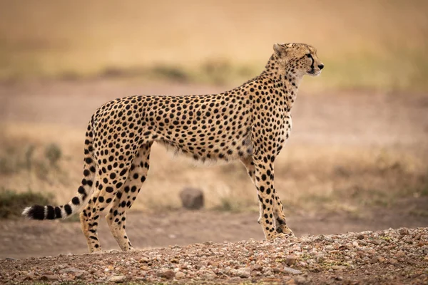 Gepard Zkratka Polní Cestě Profilu — Stock fotografie