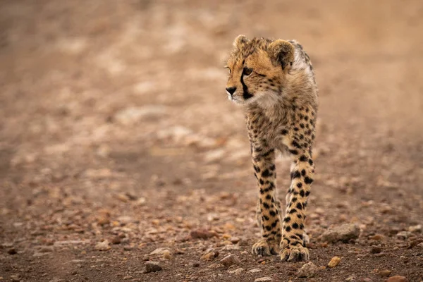 Cheetah Stands Rocky Track Looking Left — Stock Photo, Image
