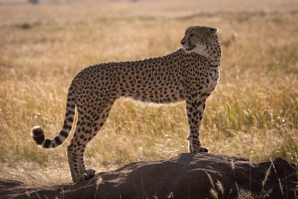 Gepard Zkratka Termitů Mohyla Ohlédnutí — Stock fotografie