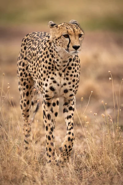 Cheetah Andando Através Grama Longa Levantando Pata — Fotografia de Stock