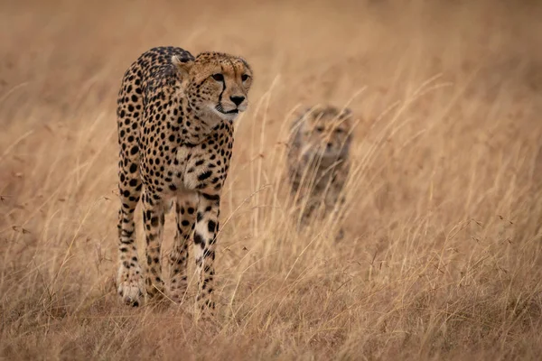 Gepard Walking Prostřednictvím Vysoké Trávě Mládětem — Stock fotografie