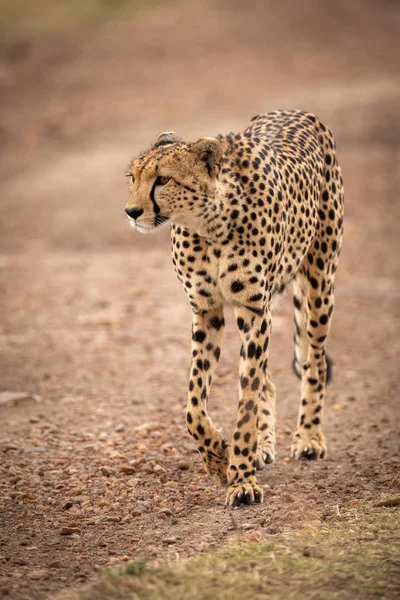 Cheetah Walks Dirt Track Savannah — Stock Photo, Image