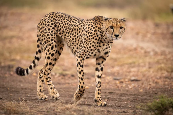 Cheetah Caminha Pela Pista Terra Levantando Pata — Fotografia de Stock