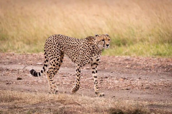 Cheetah Promenader Ner Smuts Spår Att Höja Tass — Stockfoto