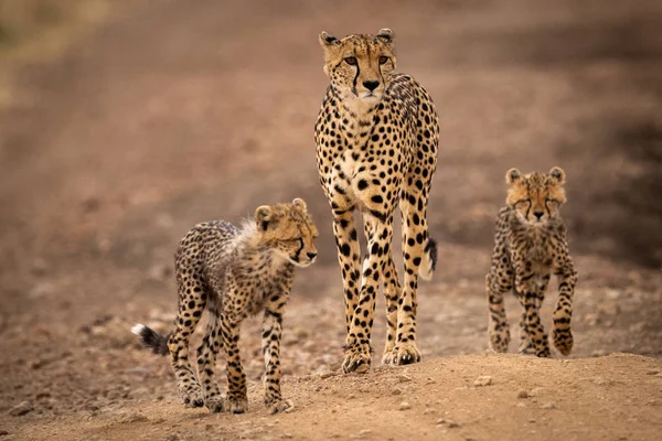 Cheetah Camina Por Pista Tierra Con Cachorros — Foto de Stock