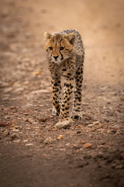 Cheetah Walks Rocky Track Staring Ahead — Stock Photo, Image