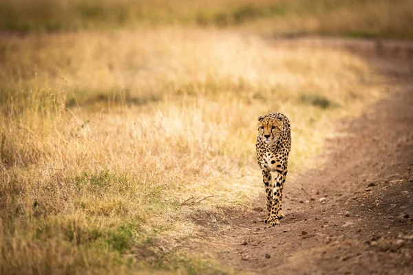 Cheetah Desce Pista Terra Através Pastagens — Fotografia de Stock