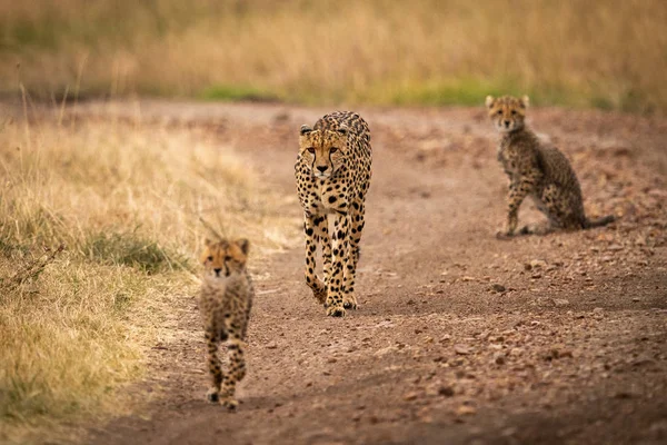 Cheetah Desce Pista Entre Dois Filhotes — Fotografia de Stock