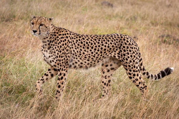Cheetah Caminha Através Moldura Grama Longa — Fotografia de Stock