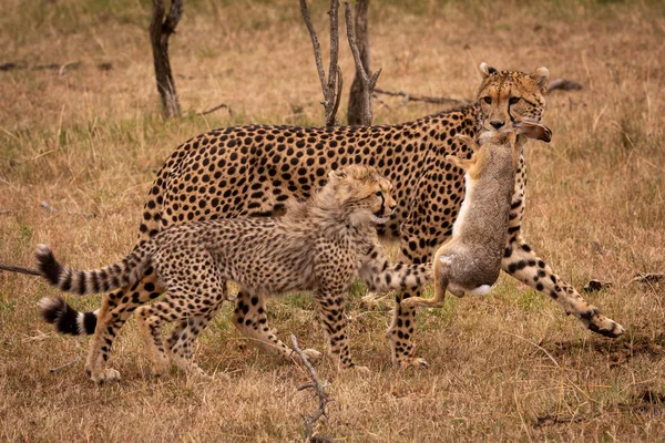 Gepard Drhnout Zajíc Vedle Mládě — Stock fotografie