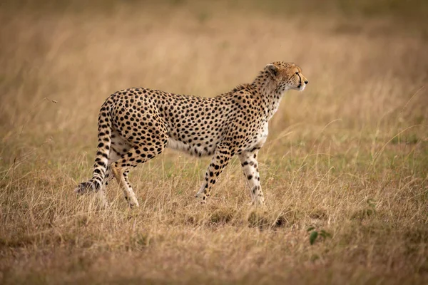 Cheetah Caminha Pela Savana Com Cabeça Erguida — Fotografia de Stock