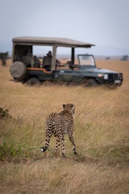 Cheetah kamyon doğru uzun otların içinde yürüyor