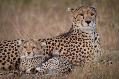 Çita ve yavrusu Savannah Close-up