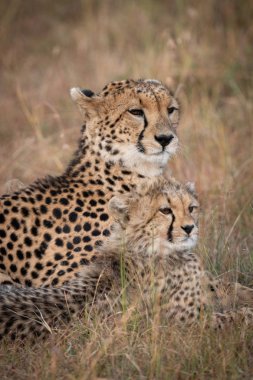 Çita ve yavrunun yan yana yattığı yakın plan.