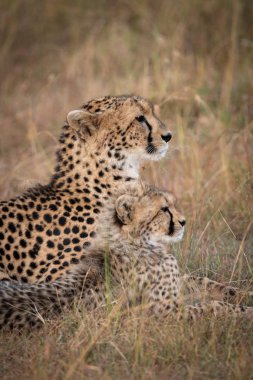 Çita ve yan yana yatarken yavrusu Close-up