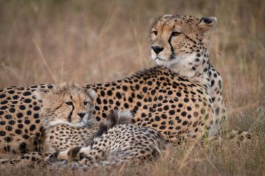 Çita ve yavrusu savannah üzerinde yakın çekim