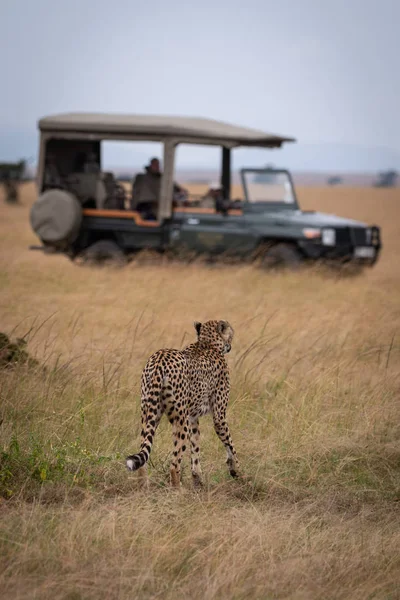 Cheetah Promenader Långt Gräs Mot Lastbil — Stockfoto