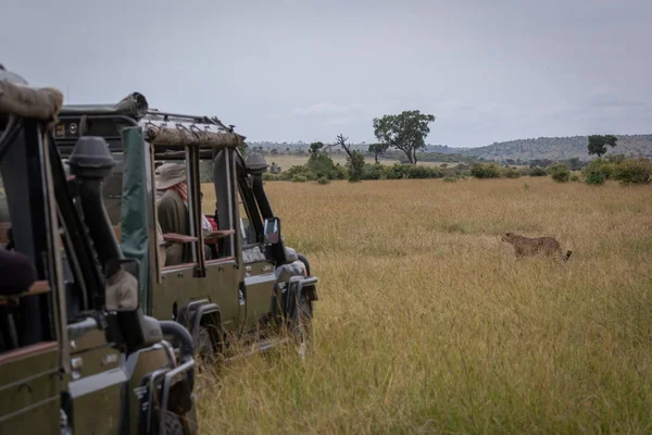Cheetah Pasa Por Delante Los Fotógrafos Dos Camiones — Foto de Stock