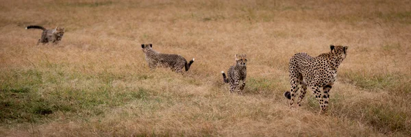 Cheetah Camina Través Hierba Seguido Por Cachorros — Foto de Stock