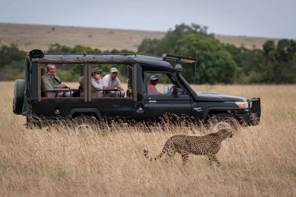 Cheetah Mija Ciężarówka Pełna Fotografów — Zdjęcie stockowe