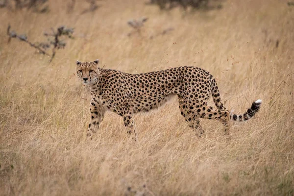 Gepard Chodí Přes Vysoké Trávě Savannah — Stock fotografie