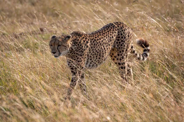 Cheetah Caminha Através Grama Longa Sol — Fotografia de Stock