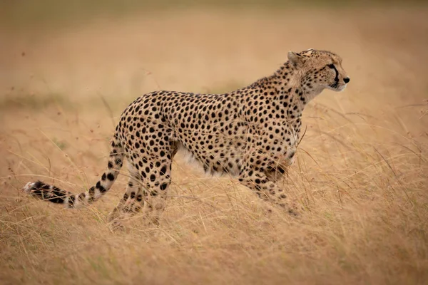 Cheetah Savannah Çimenlerin Üzerinden Yürür — Stok fotoğraf