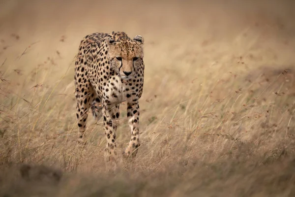 Cheetah Wandelingen Door Lang Gras Neer Kijken — Stockfoto