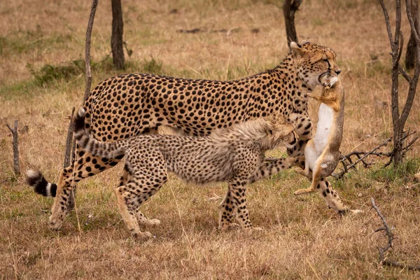 Çita Ile Fırçalayın Tavşan Yavrusu Yürüyor — Stok fotoğraf