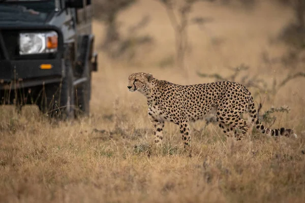 Cheetah Walks Long Grass Truck — Stock Photo, Image