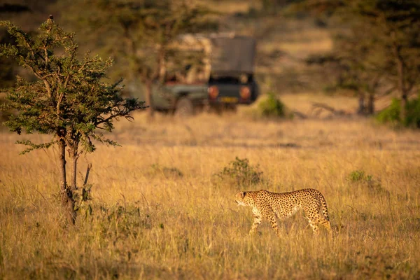 Cheetah Caminha Pela Savana Olhando Para Caminhão — Fotografia de Stock