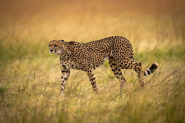 Cheetah Berjalan Melalui Rumput Panjang Menatap Depan — Stok Foto