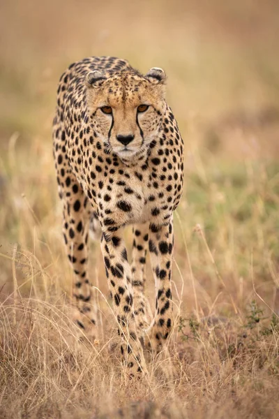 Cheetah Loopt Richting Camera Lang Gras — Stockfoto