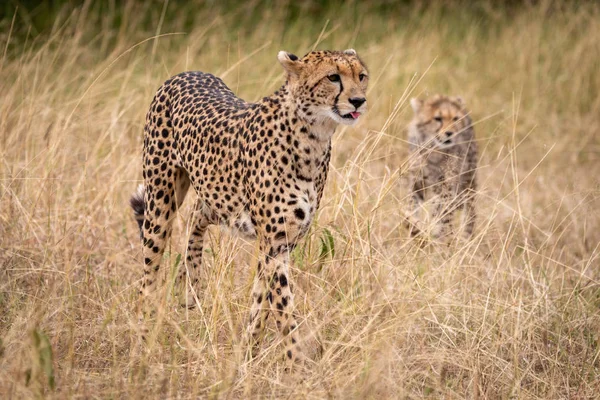 Cheetah Wandelingen Door Lang Gras Met Cub — Stockfoto