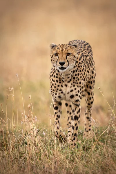 Cheetah Camina Través Hierba Larga Hacia Cámara — Foto de Stock