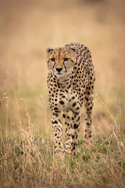 Cheetah Caminha Direção Câmera Através Grama Longa — Fotografia de Stock