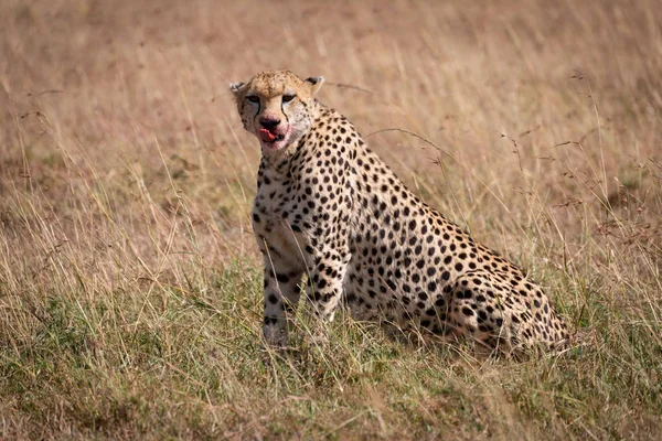 Cheetah Met Bloedige Mond Zit Likken Lippen — Stockfoto