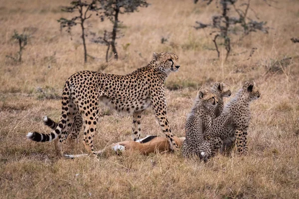 Cheetah Met Dode Thomson Gazelle Welpen — Stockfoto