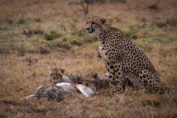 Cheetah Guardando Mentre Cuccioli Mangiano Thomson Gazelle — Foto Stock