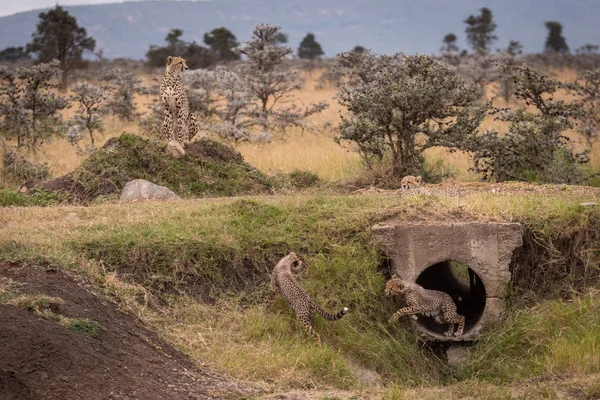 Cheetah Viendo Como Los Cachorros Juegan Pipa — Foto de Stock