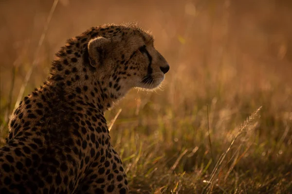 Gros Plan Guépard Rétro Éclairé Assis Dans Herbe — Photo