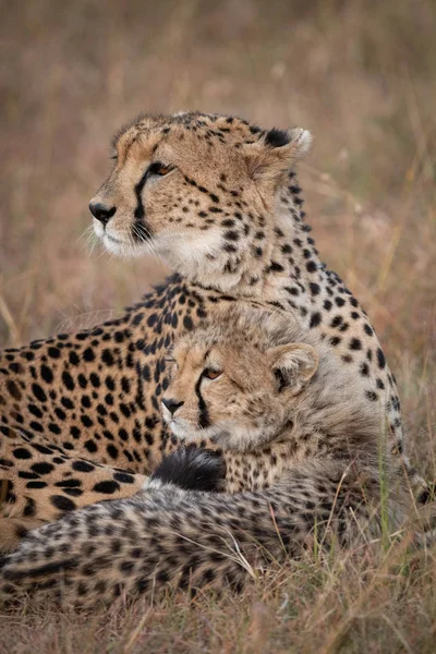 Arkaya Bakan Çita Yavruya Yakın Çekim — Stok fotoğraf